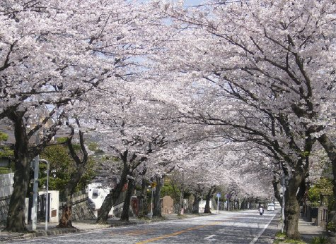 近隣の桜並木